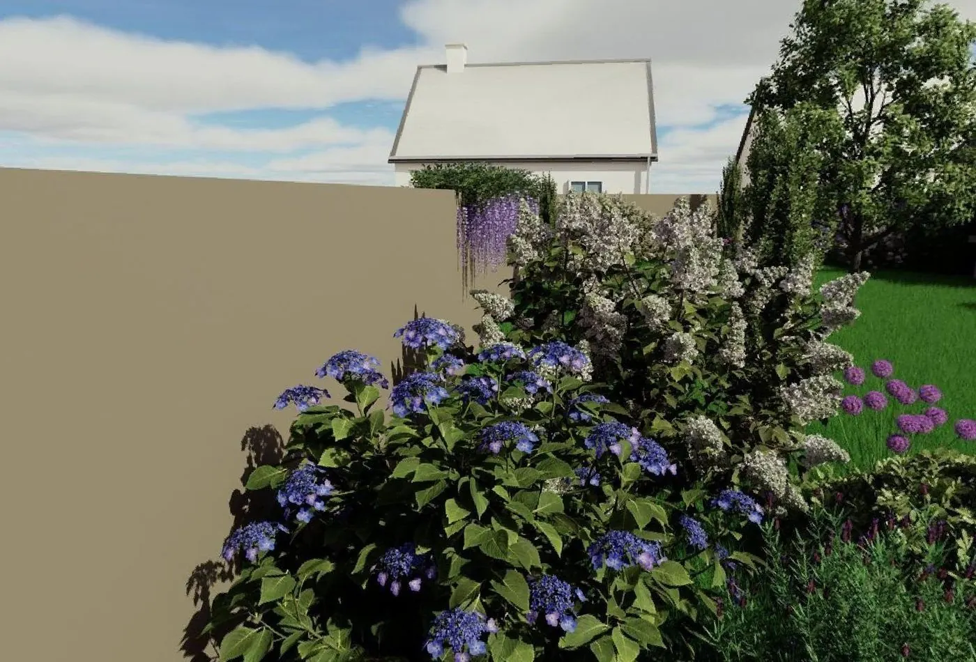 Massif d'hortensias bleus contre le mur